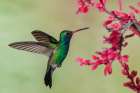 Broad-billed hummingbird flying-USA-Arizona Art Print